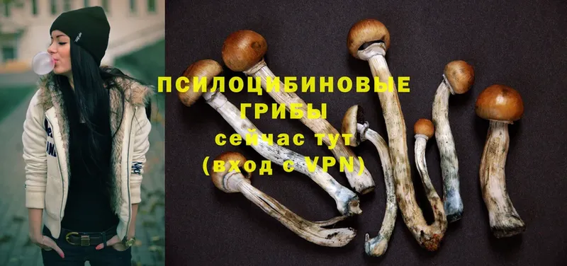 купить  сайты  Дивногорск  Галлюциногенные грибы Cubensis 